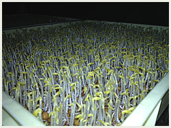 大高酵素の工場探訪