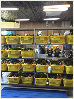 大高酵素の工場探訪